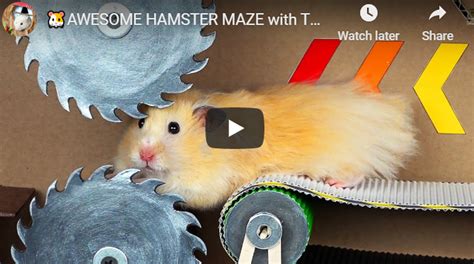 videos hamster|Awesome Hamster Maze with Traps [Obstacle Course] .